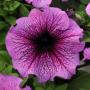 Seminte profesionale Petunia grandiflora- Petunia de gradina - imagine 23122